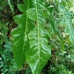 Sonchus fruticosus Hoja
