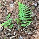 Dryopteris intermedia Hoja