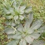 Plantago serraria Hoja