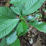 Psychotria schweinfurthii Leaf