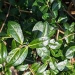 Ilex crenata পাতা