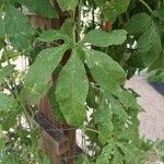 Passiflora caerulea Лист