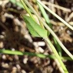 Crepis micrantha 叶