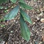 Caryota mitis Leaf