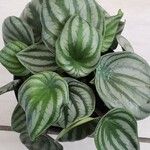 Peperomia argyreia Лист