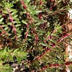 Portulaca pilosa Fuelha