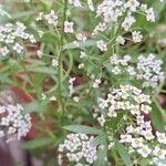 Lobularia maritimaFiore