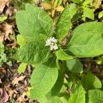 Verbesina virginica Flor