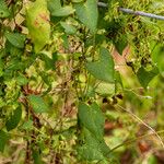 Fallopia dumetorum Flors