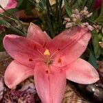 Lilium bulbiferum Fleur