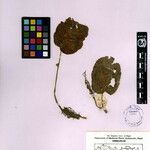 Henckelia bifolia Other