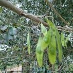 Dalbergia sissoo Fruit