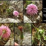 Crepis rubraFlower