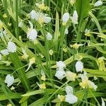 Allium paradoxum Floro