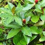 Costus curvibracteatus Çiçek