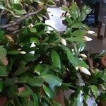 Schlumbergera truncata عادت