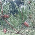 Pinus tabuliformis Other