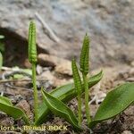 Ophioglossum azoricum Buveinė