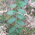 Vaccinium angustifolium Folha