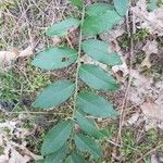 Vaccinium angustifolium Листок