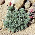 Echium horridum Flower