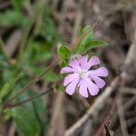 Silene × hampeana Blüte