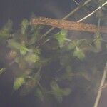 Lemna trisulca Hoja