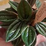 Peperomia caperata Leaf