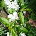 Prunus japonica 花