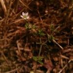 Arenaria leptoclados Other