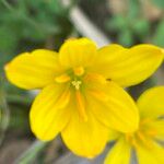 Zephyranthes citrina Çiçek