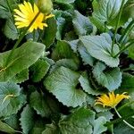 Doronicum caucasicum ഇല