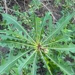 Sonchus congestus Blatt