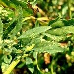 Chenopodium album Blatt