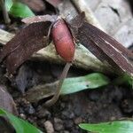 Tetrapterys discolor Fruit