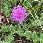 Cirsium acaule Květ