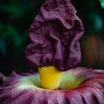 Amorphophallus paeoniifolius 花