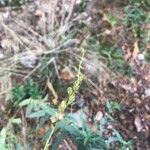Linaria nivea Fruto