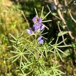 Lupinus angustifolius 整株植物