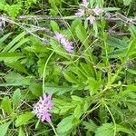 Scabiosa atropurpureaFlower