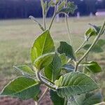 Elephantopus carolinianus Leaf