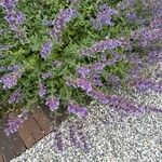 Nepeta grandiflora Flor