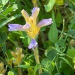 Orobanche nana Агульны выгляд