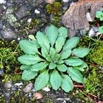 Arabidopsis thaliana Blad