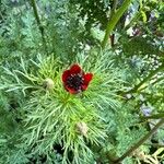 Adonis annua Flower