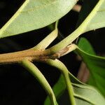Nectandra cissiflora Altro