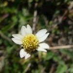 Tridax procumbens Çiçek