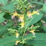 Collinsonia canadensis Flor