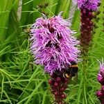 Liatris pycnostachya Flor