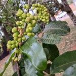 Pera glabrata Plod